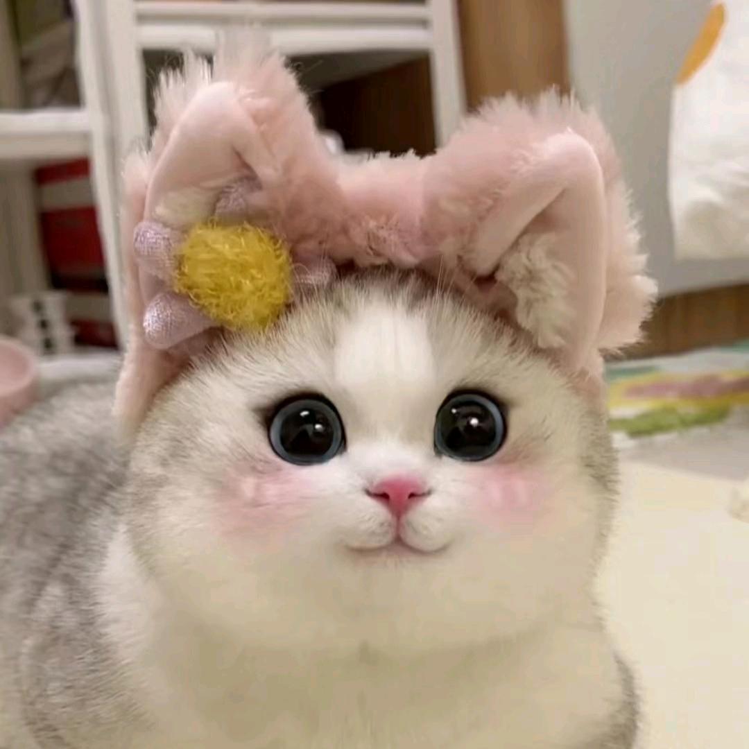 桃桃蜜柚