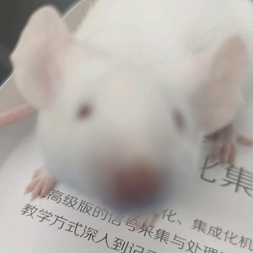 牛牛不听我的话