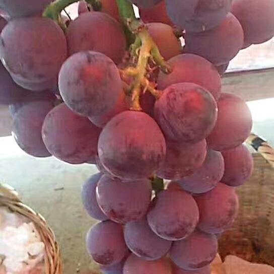 90后种葡萄小姐（赵桥葡萄园）