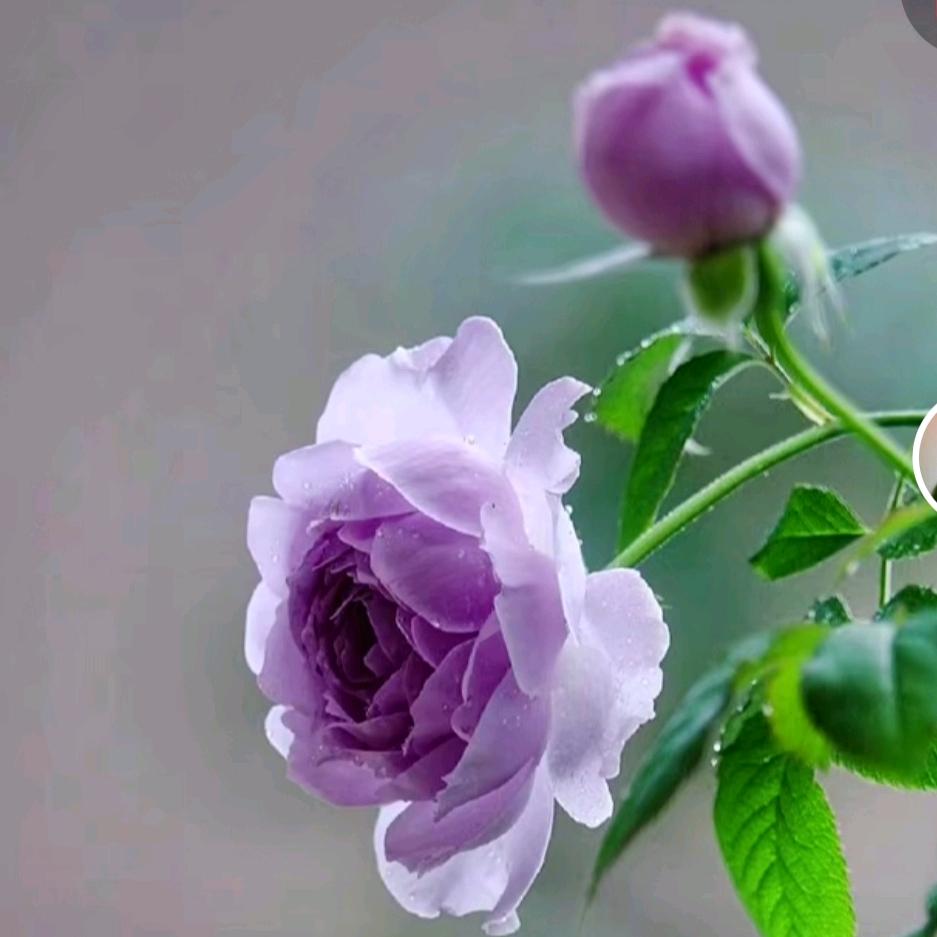 荷
