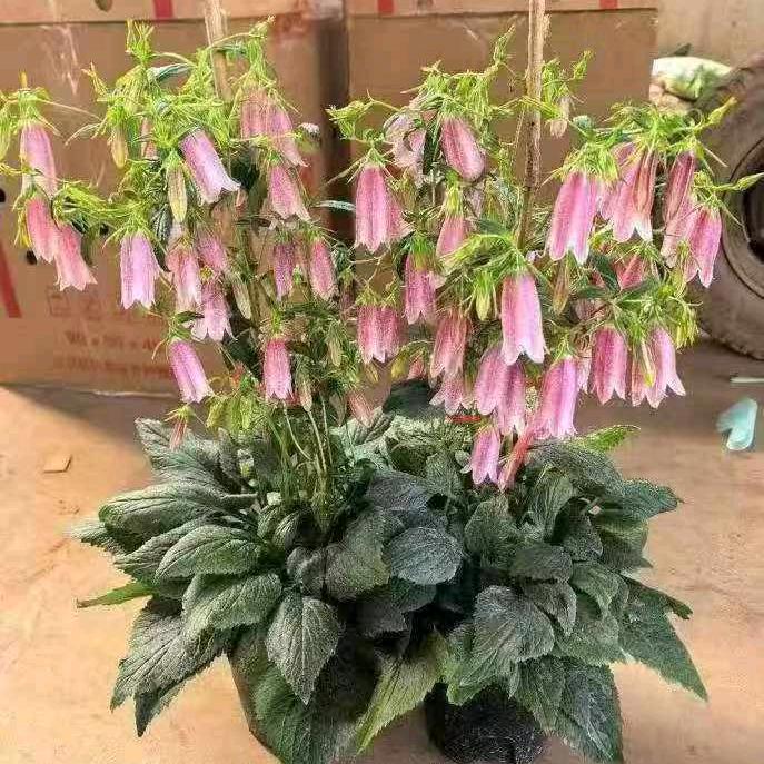 云南精品花卉