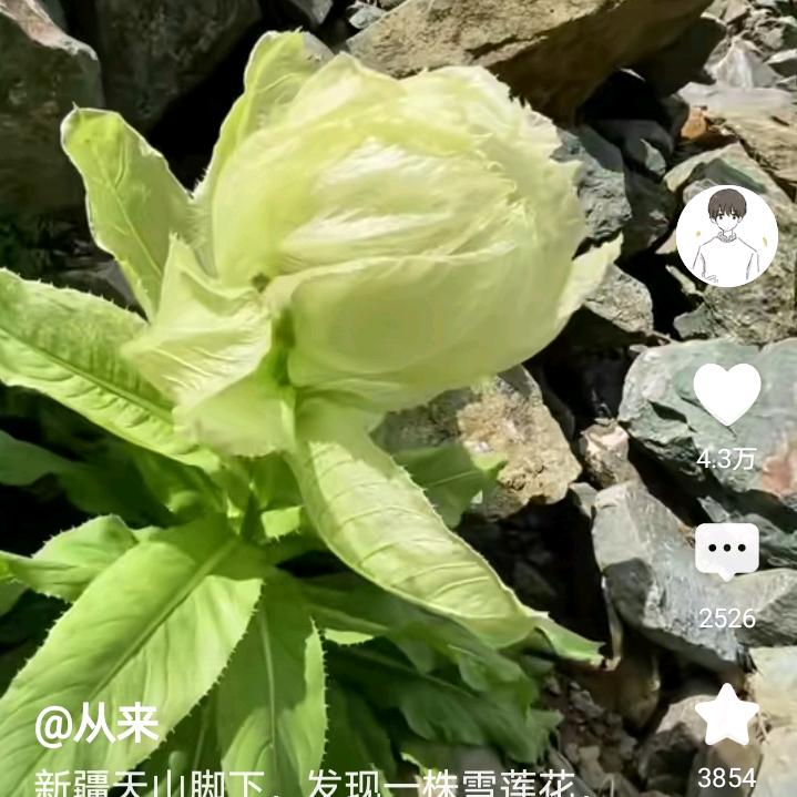 风语者