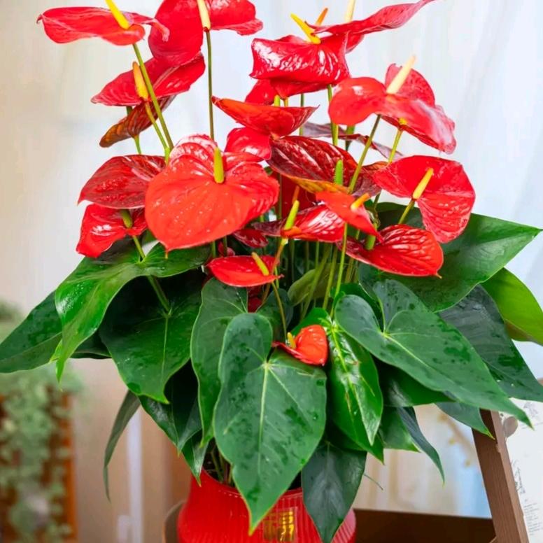 干就得了，，，