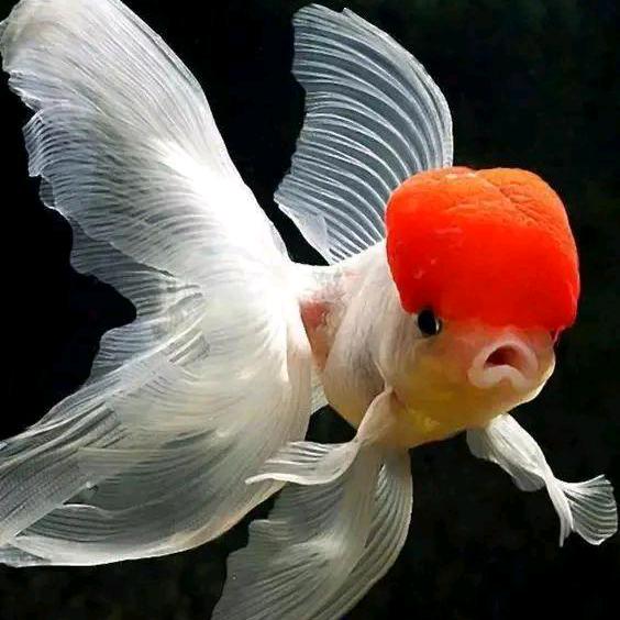 铭远精品观赏鱼