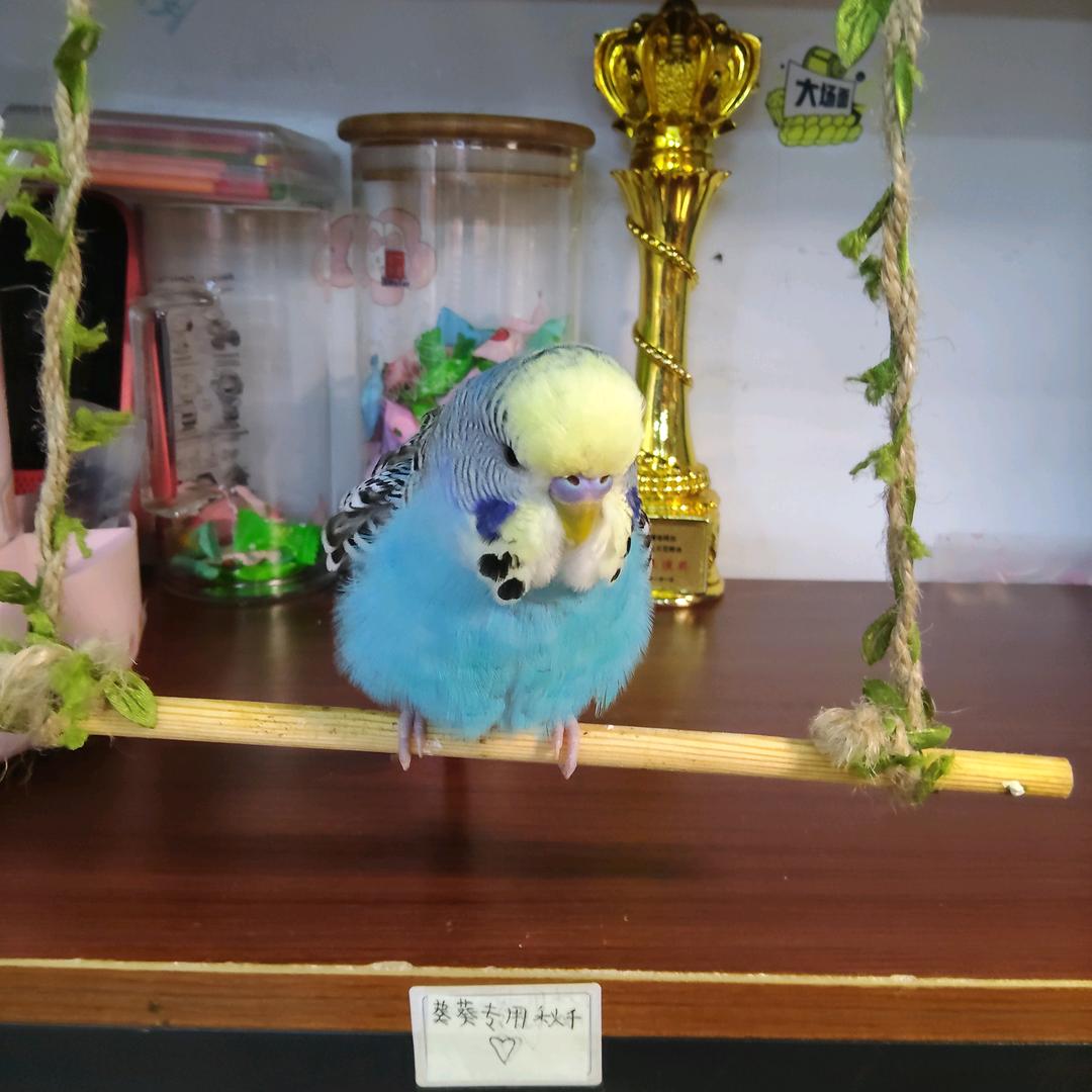 我是小鸟葵葵呀