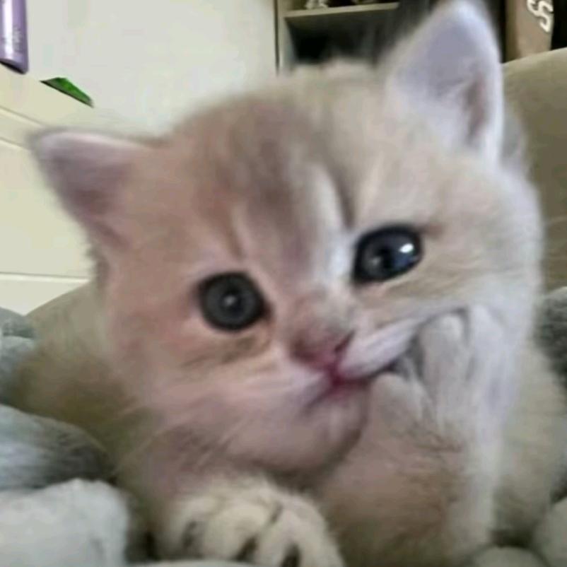 辛星