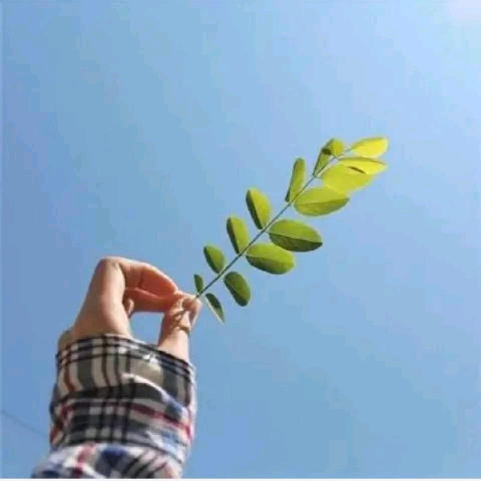 柠檬🍋
