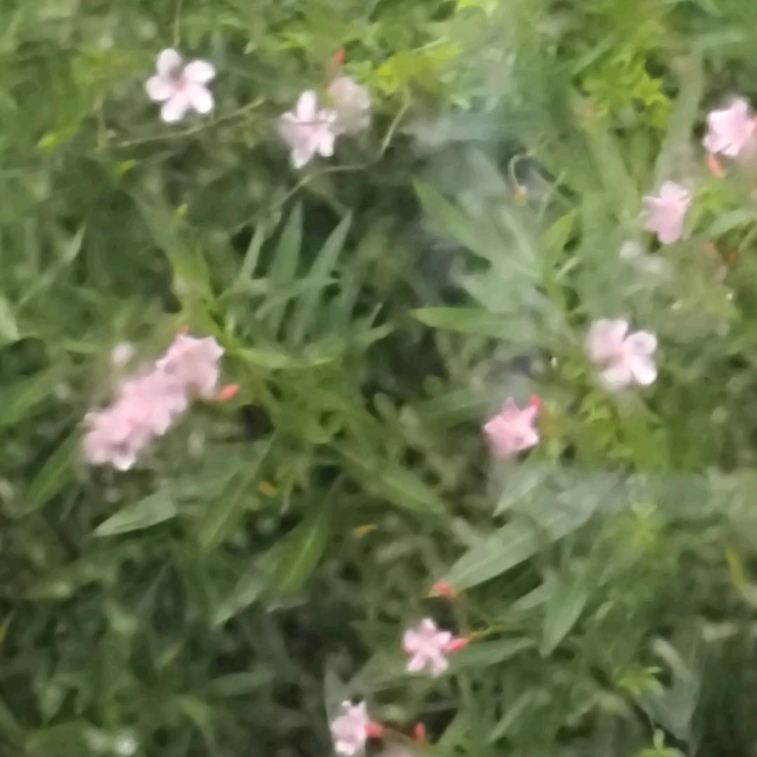 ₍˄·͈༝·͈˄*₎◞ ̑̑