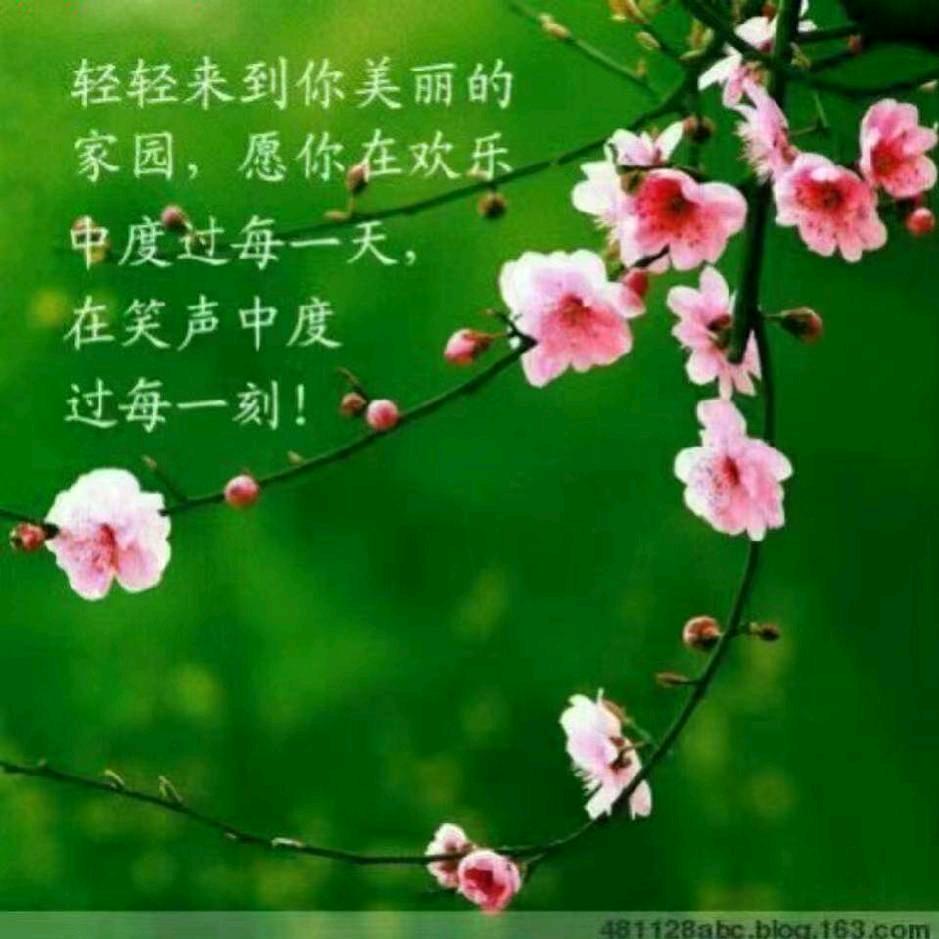 悄悄地爱上茉莉花茶