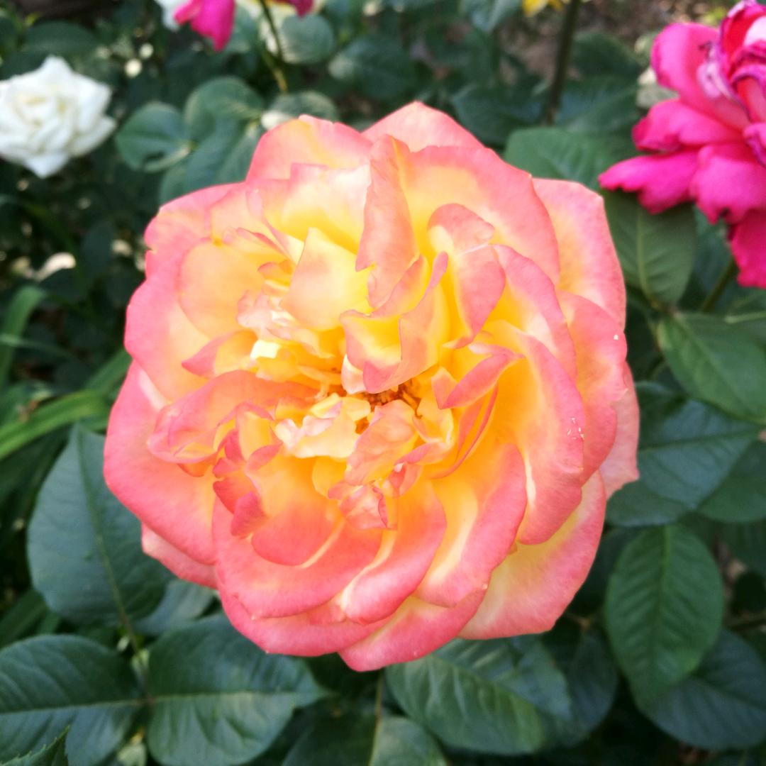 高原上的狼毒花