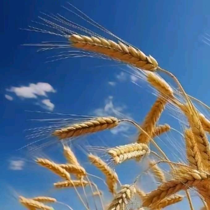 老刘家   二丫头