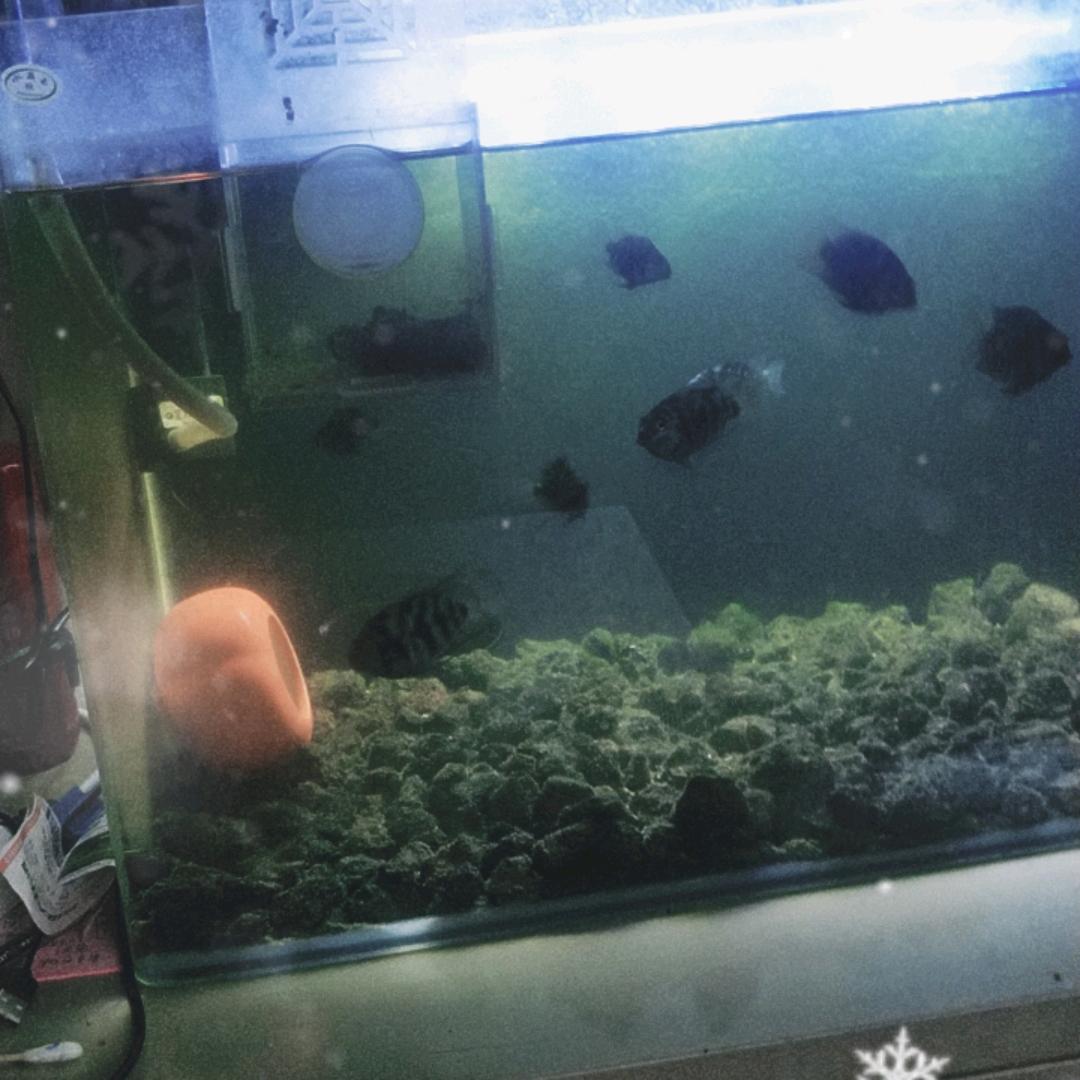 玉姐z