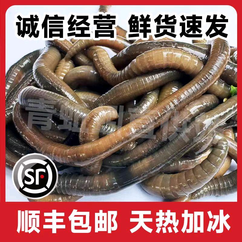 沛县忠之梅蚯蚓黄善饵料直供种苗批发