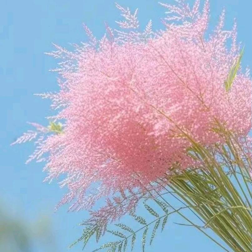 🌻顺顺粒粒🌻