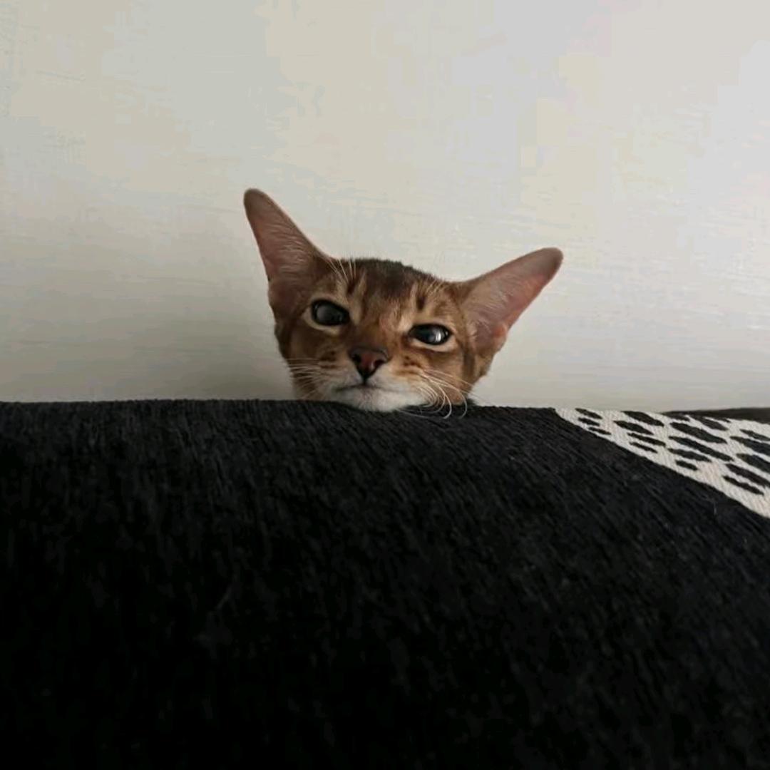 小周小周