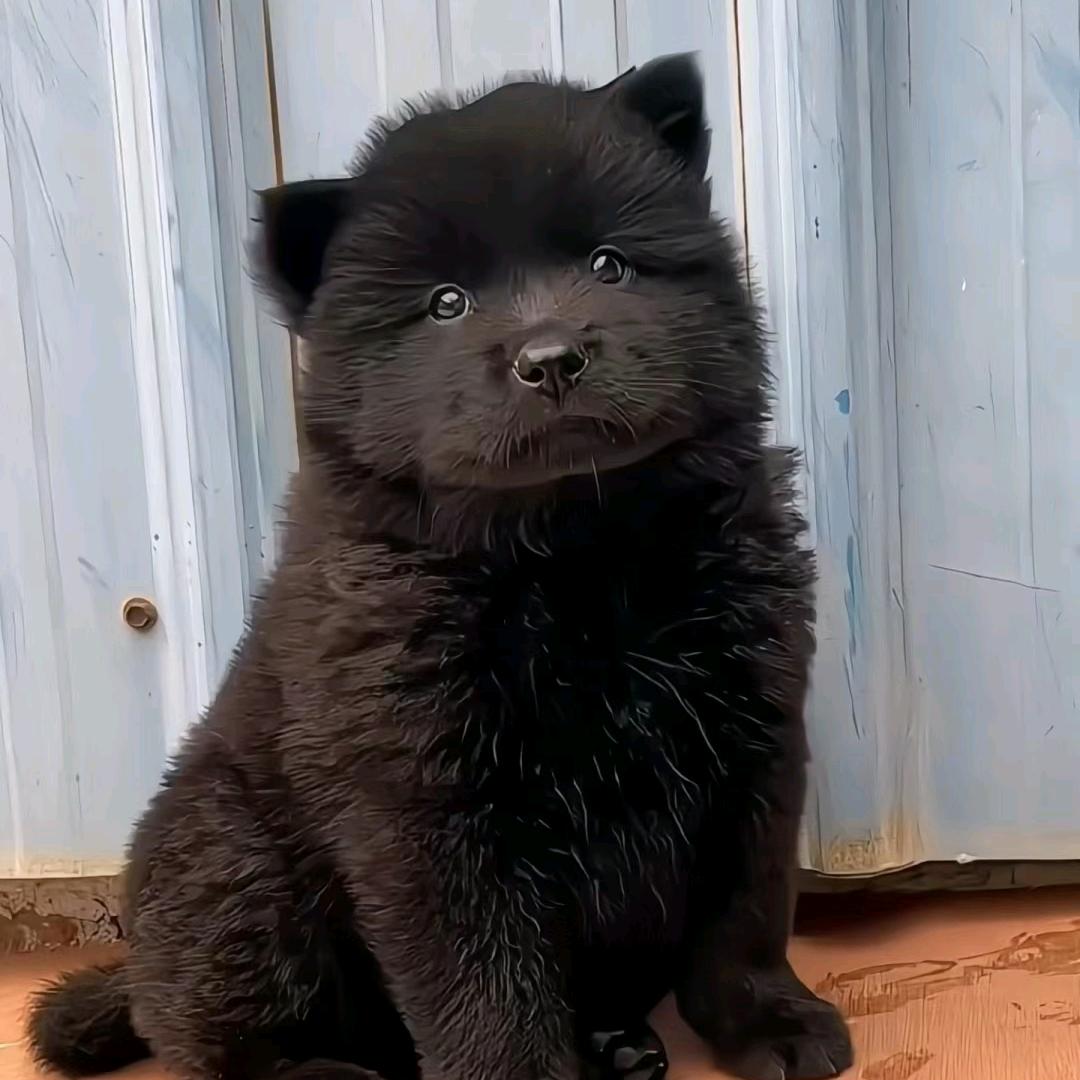 五黑宝宝基地（买狗🐕丝聊）