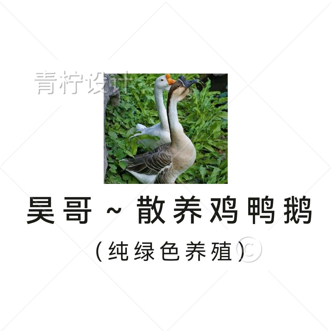 昊哥～散养鸡鸭鹅（纯绿色养殖）