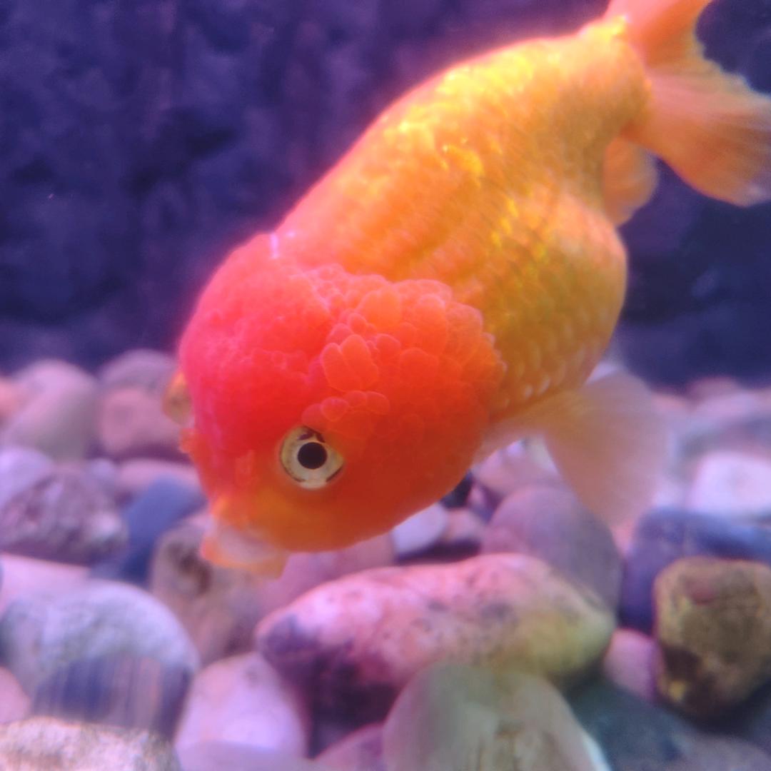 镰鼬