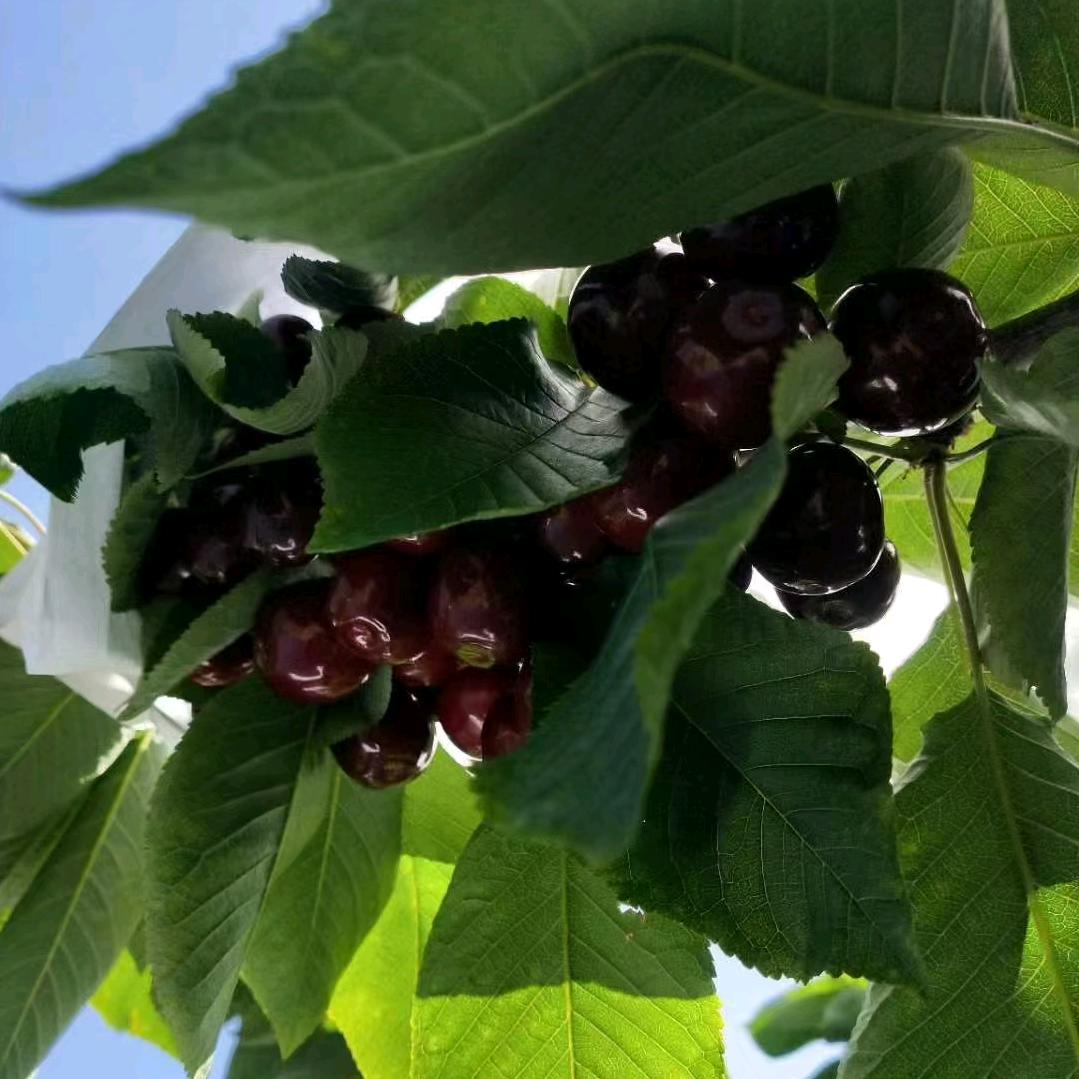 四川汉源开心喜鹊土特产店