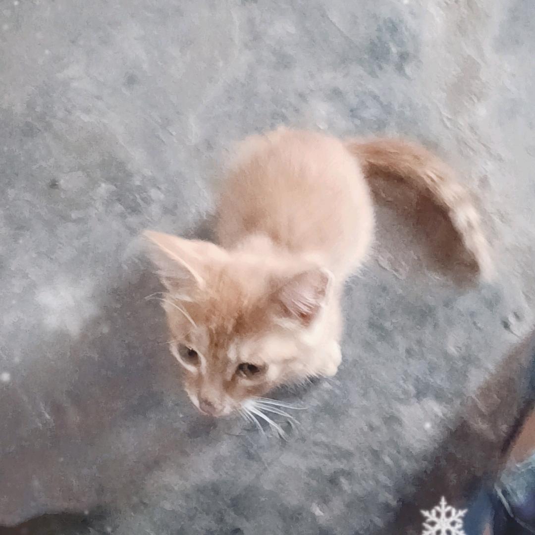 乌漆麻黑