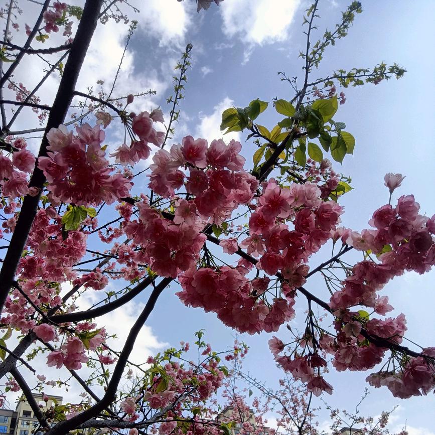 小酒窝
