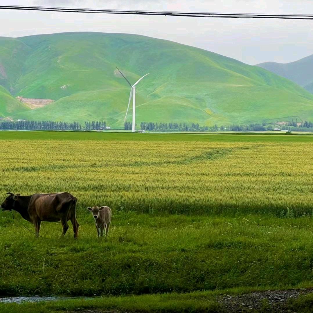 涡大婶