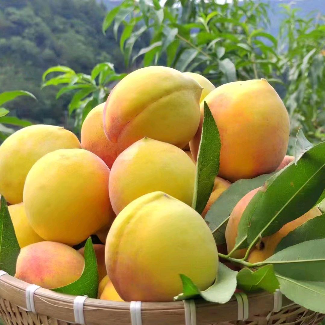 小二优选山货水果