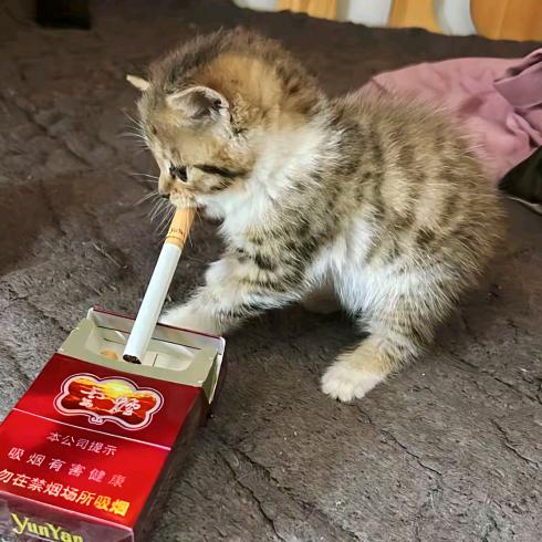 臨.