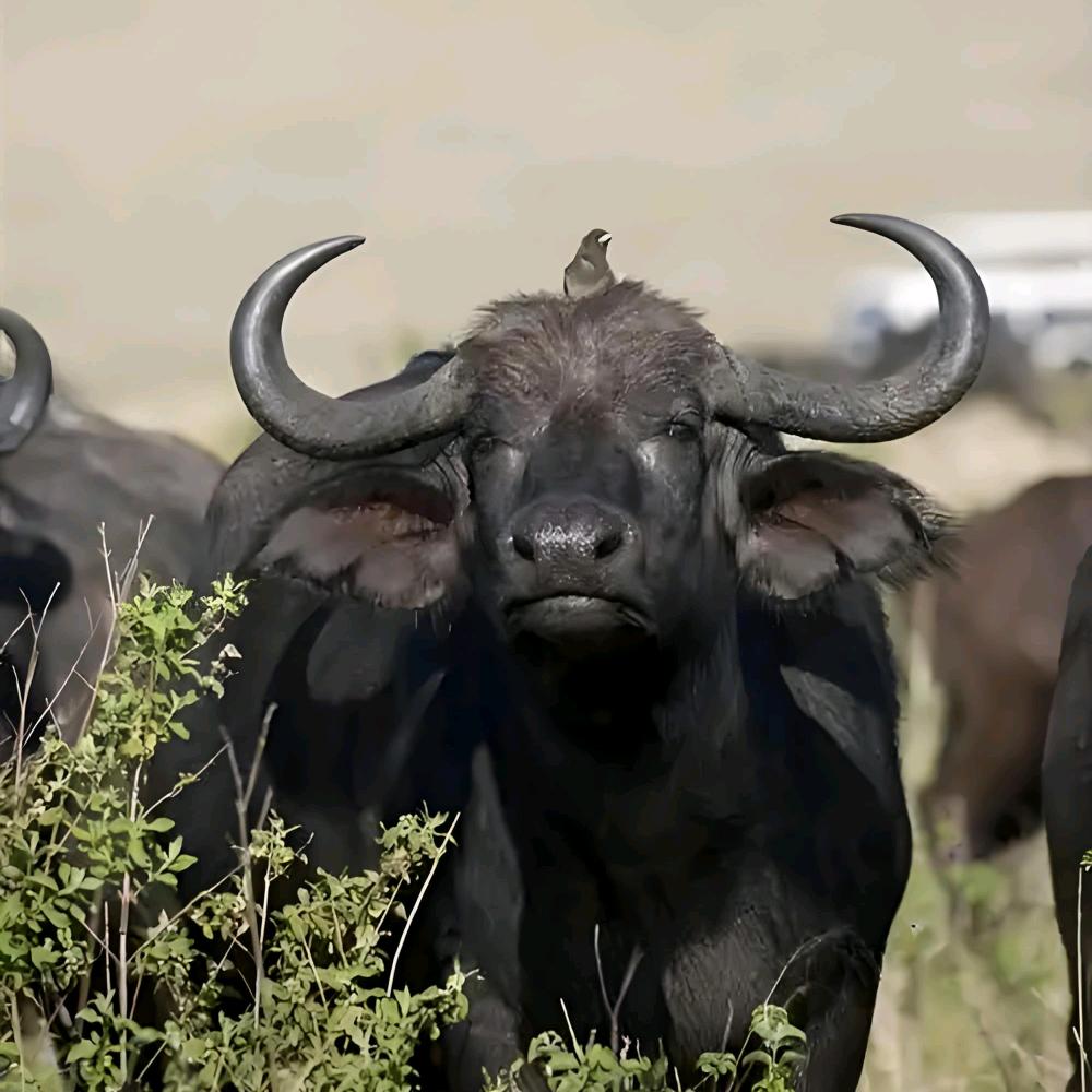 那就自祝多福吧