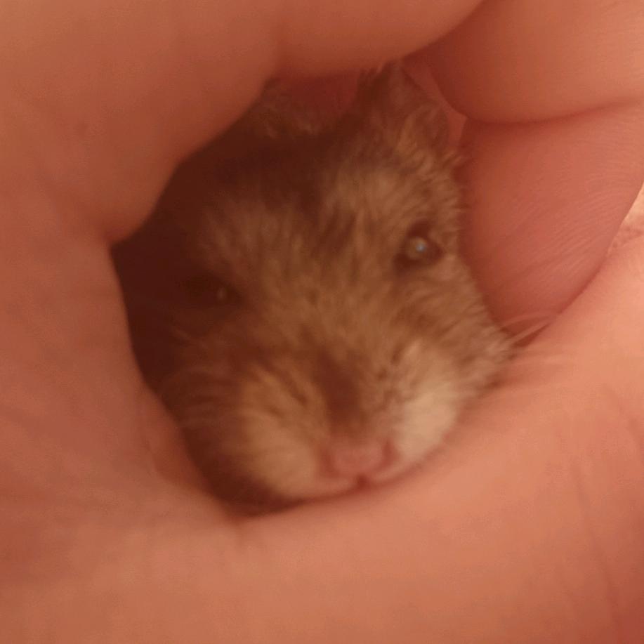 小辉（生活日记）