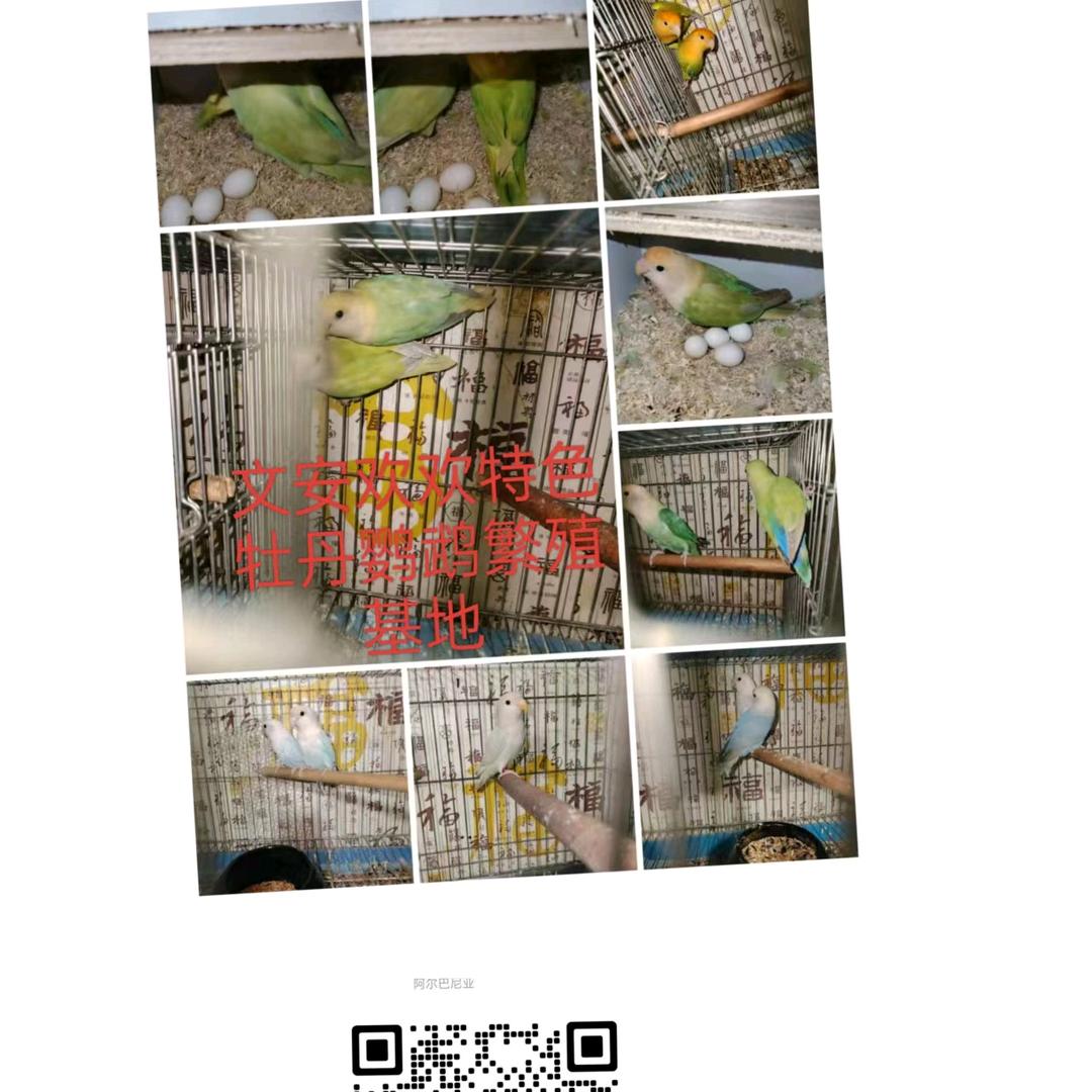 文安欢欢特色牡丹鹦鹉繁殖