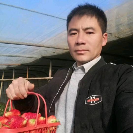 三农草莓种植户