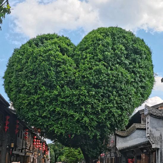 镇美园艺