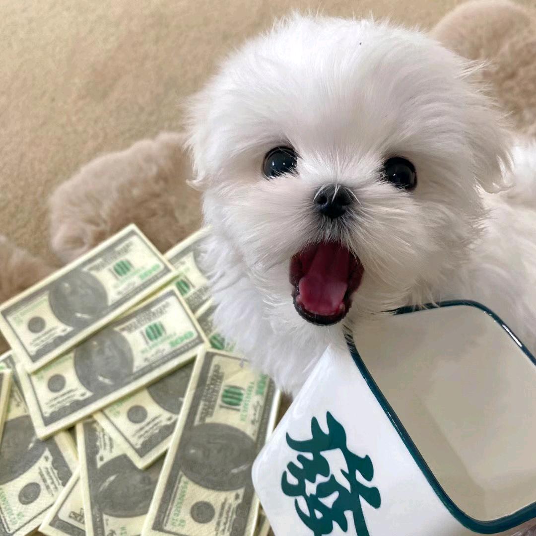 大大的大大