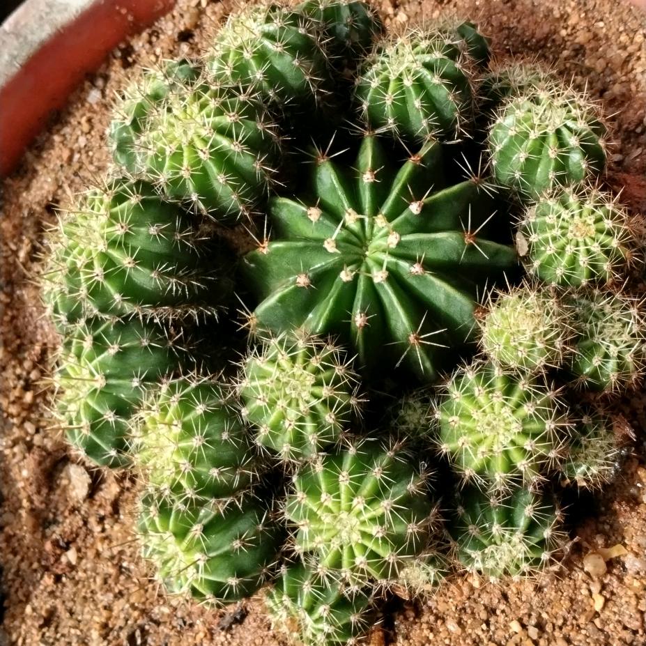 🌵🐒冬天霜雪🤶🏾🎊