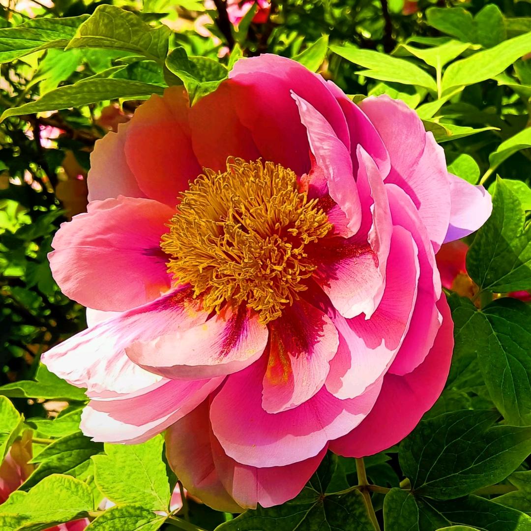 幸运:待花开🌸