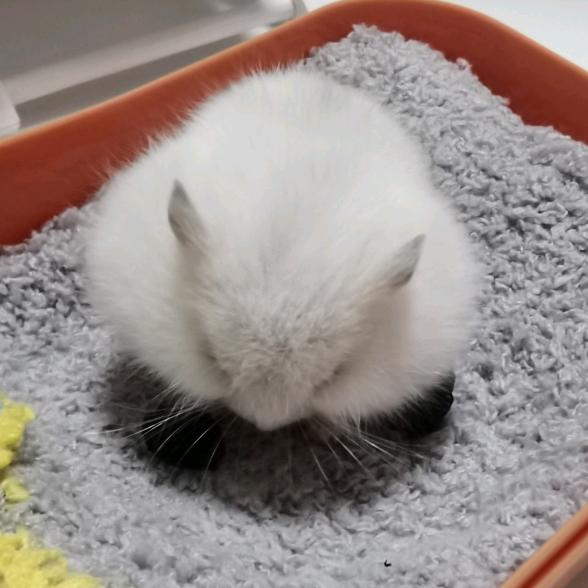 球球的好梦屋