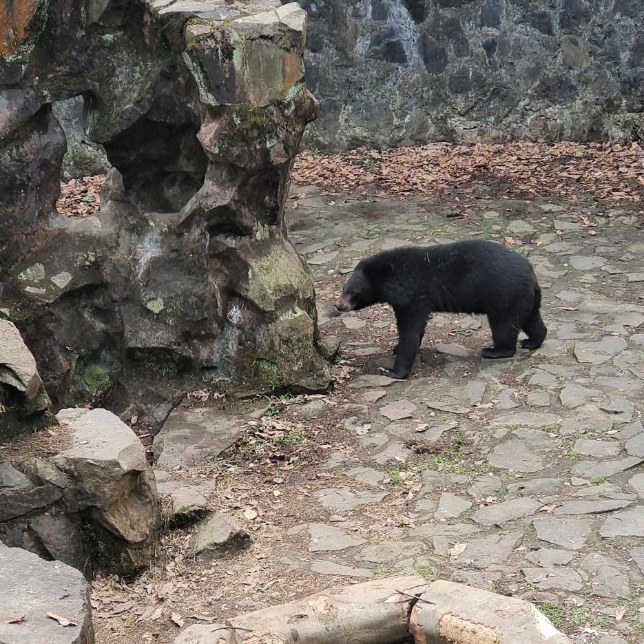 熊🐻大大