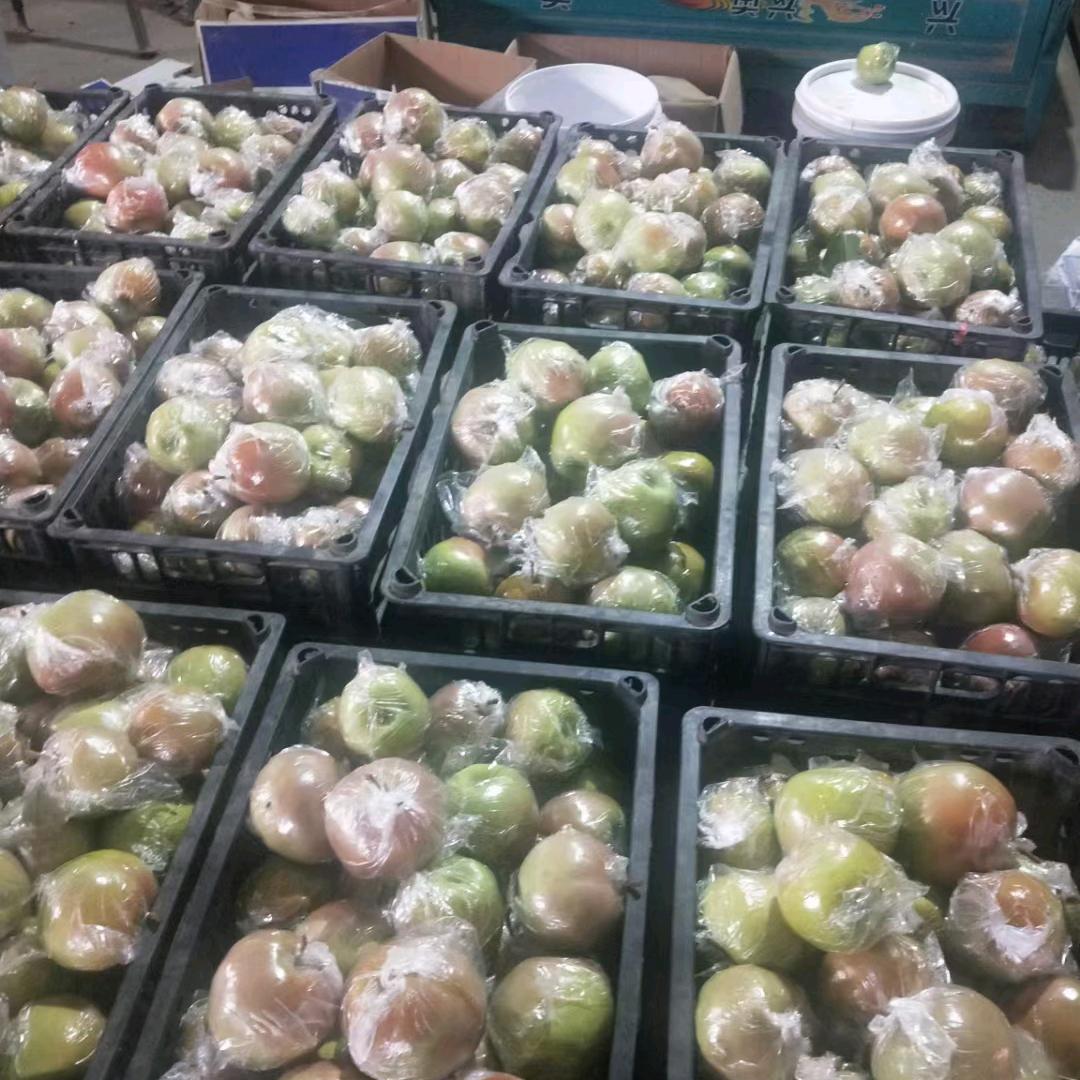 玉露香梨哥
