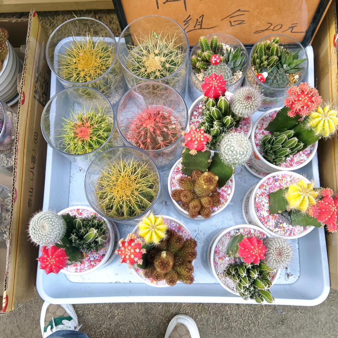 小旺仔
