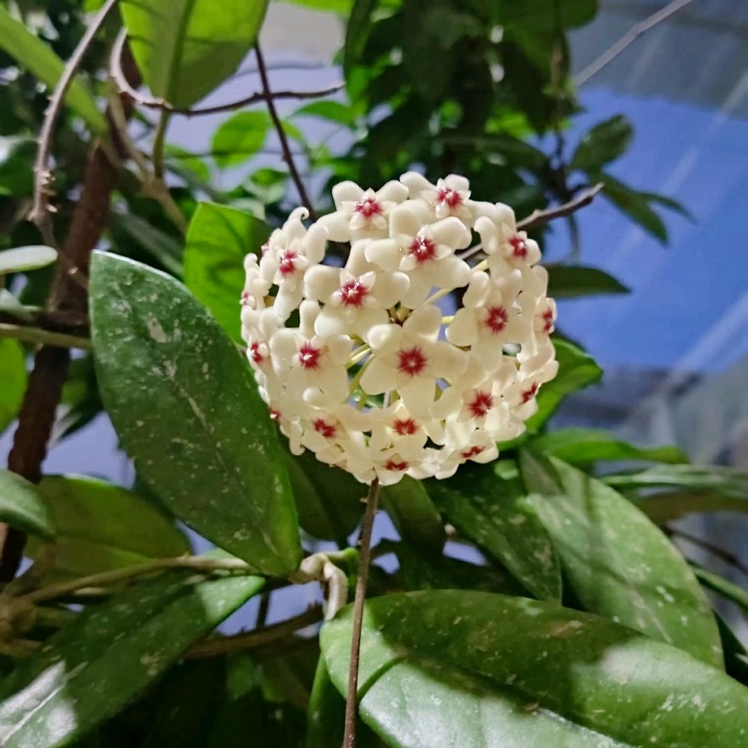 🥀এ᭄┌(・。・)┘♪法号妙真ও