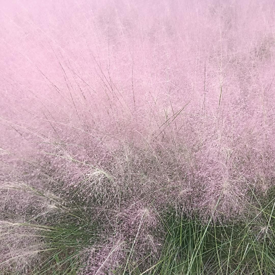 心念