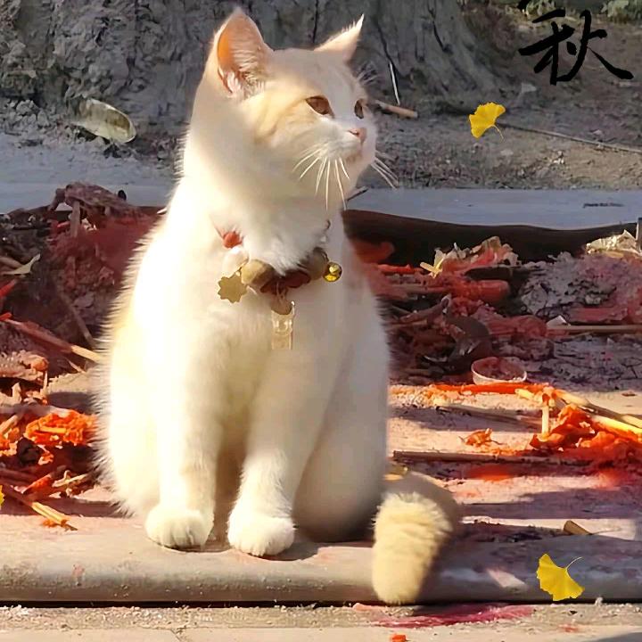 窗外起风了～
