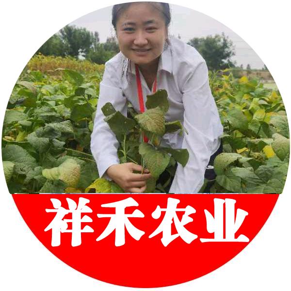 小麦种植小楠