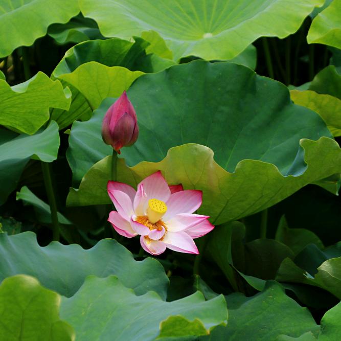 海洋蓝色是晴天