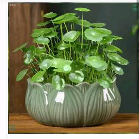 🙏️印月🌹️🌹️🌹️《鹏展造型