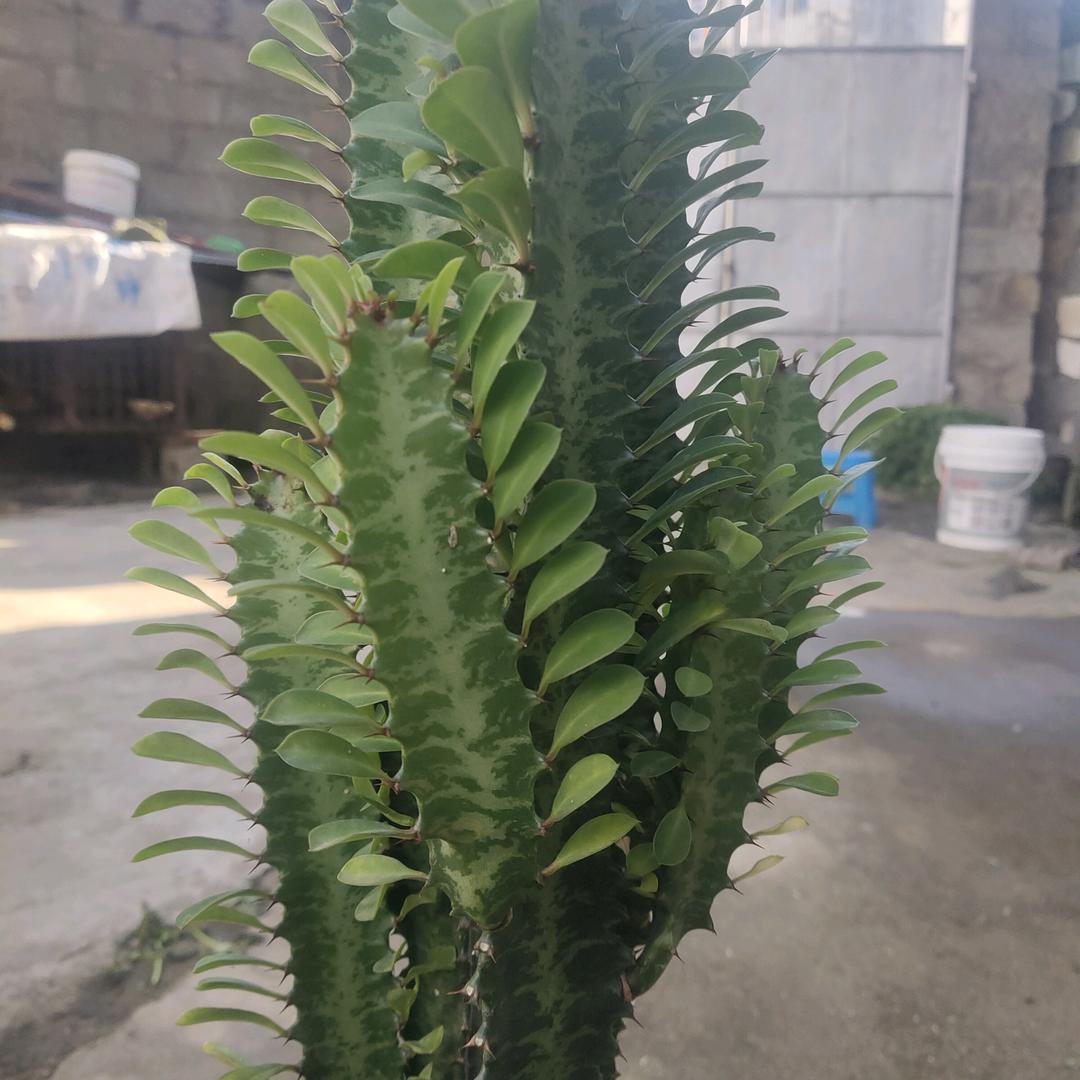 雨中的思念