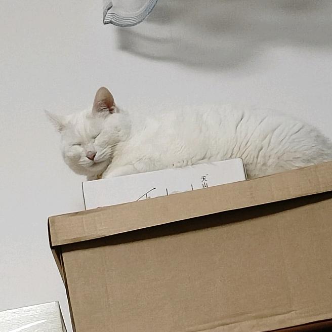 花卷的猫猫叫皮皮