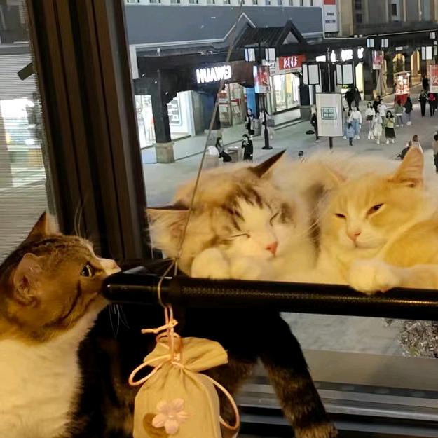 🌈猫先生。
