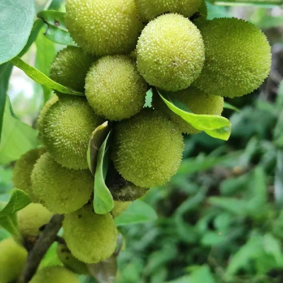 回来了